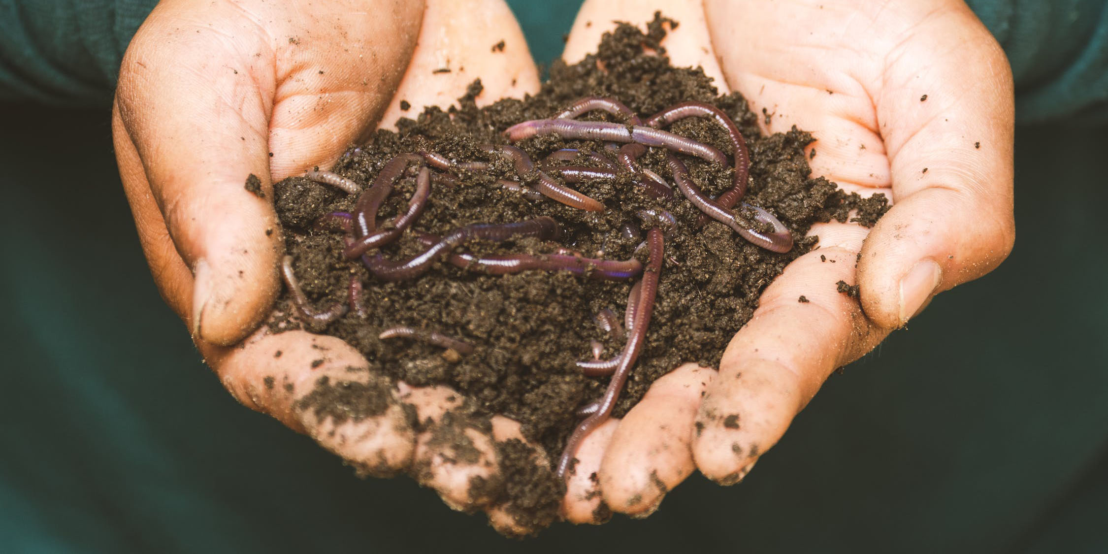 Vermicomposting: Worms with an Appetite (for Waste)!